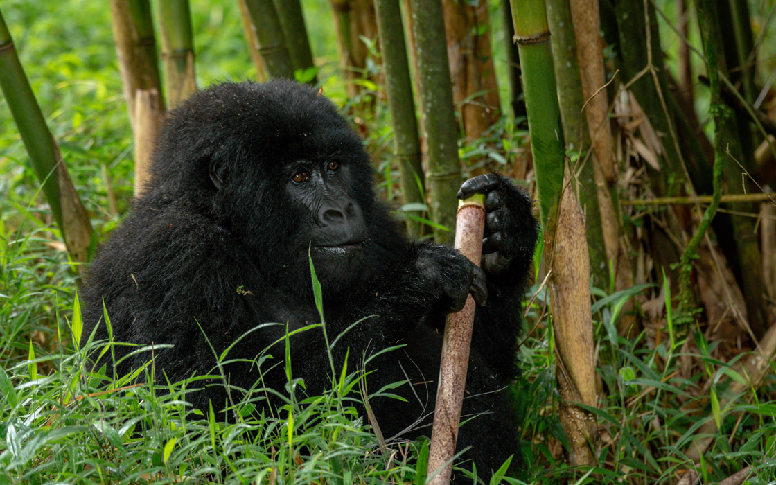 3 Day Mgahinga Gorilla Trekking and Golden Monkey in Rwanda