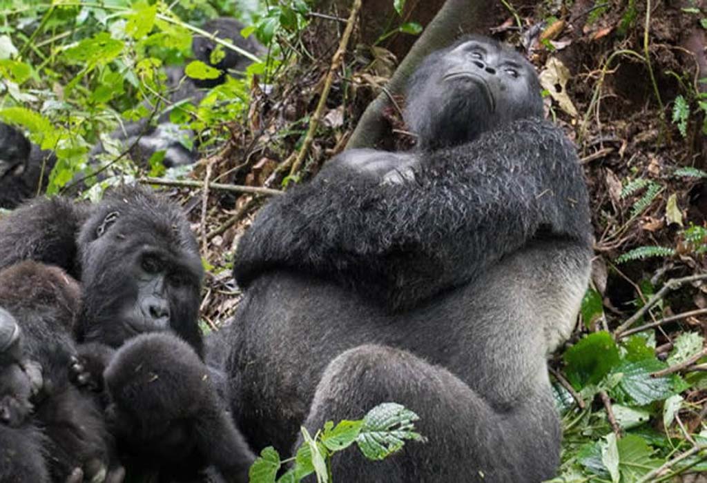 7 Day Rwanda Gorillas, Chimpanzee Canopy Walk and Lake Kivu