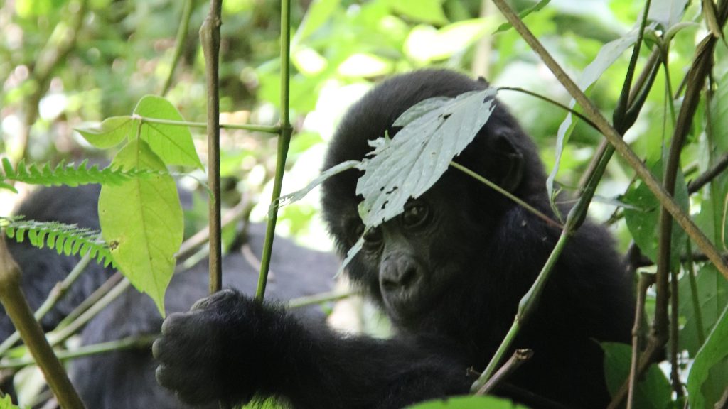 6 Day Rwanda Uganda Primate Tour Package