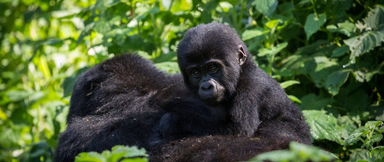 3 Day Rwanda Luxury Safari of Gorillas and Golden Monkeys