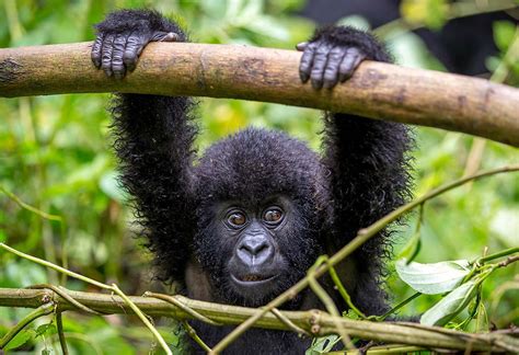 6 Days Rwanda Great Adventures of Gorillas, Chimps, Bisoke Hike and Canopy Walk