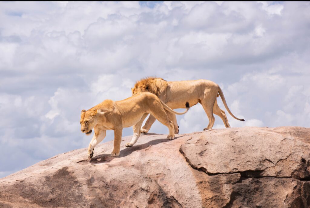 5 Day Tanzania safari trip to Trangire, Serengeti and Ngorongoro