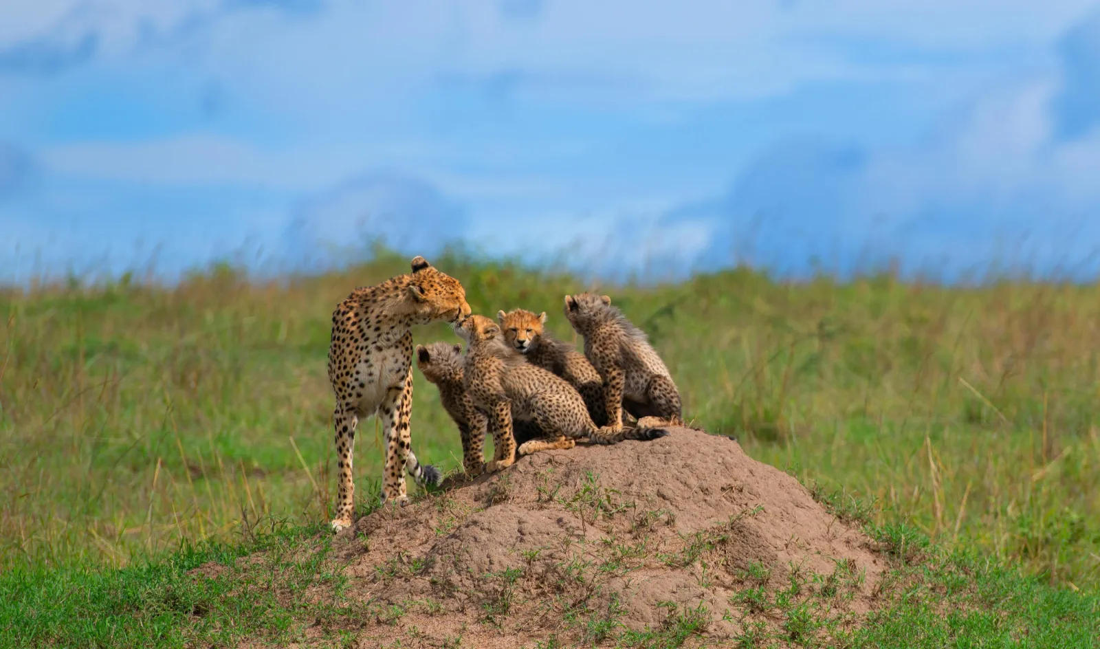 4 Day Serengeti and Ngorongoro escape tour Tanzania