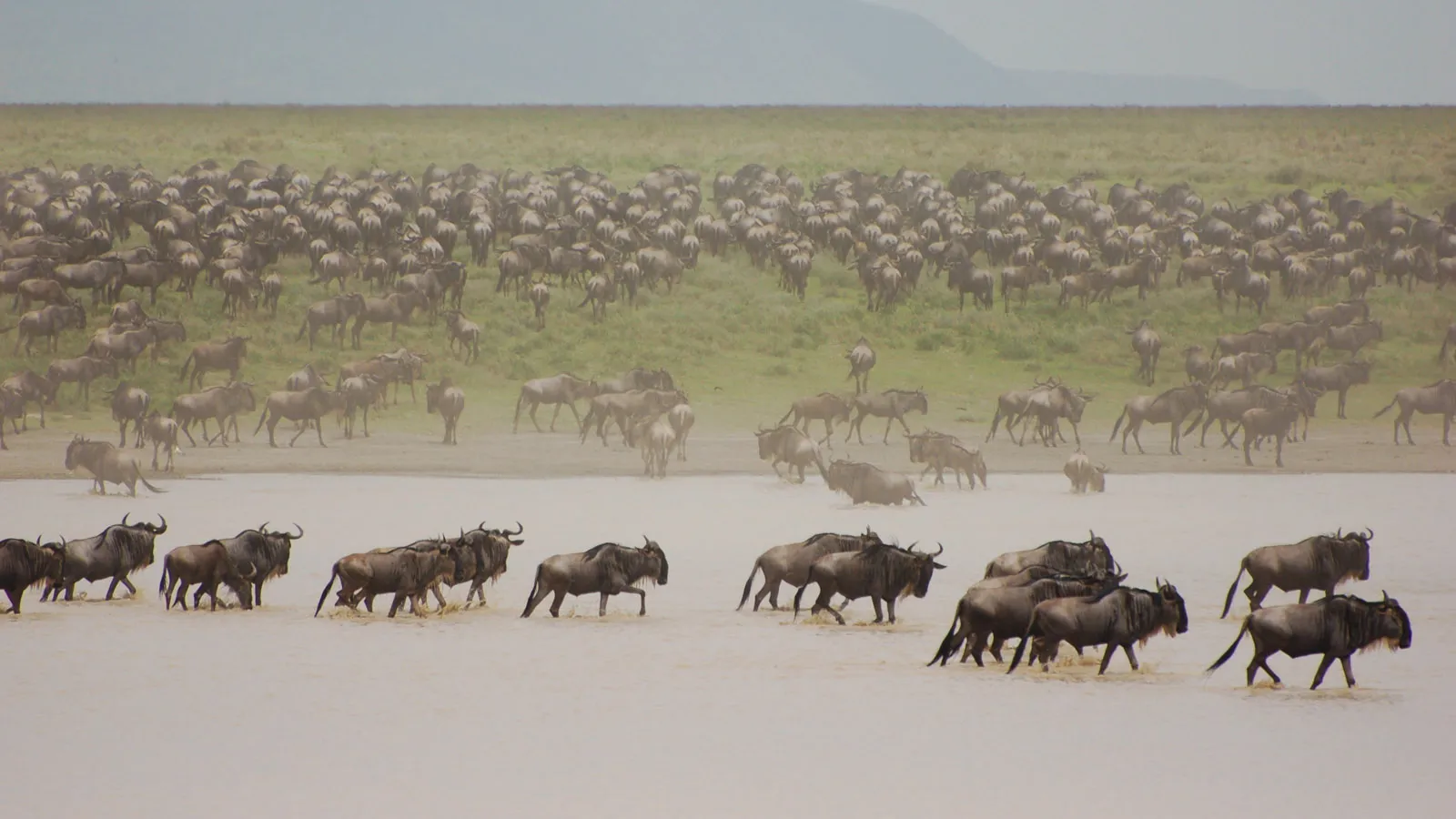 8-Day Experience Ndutu Migration Footsteps Dec to April