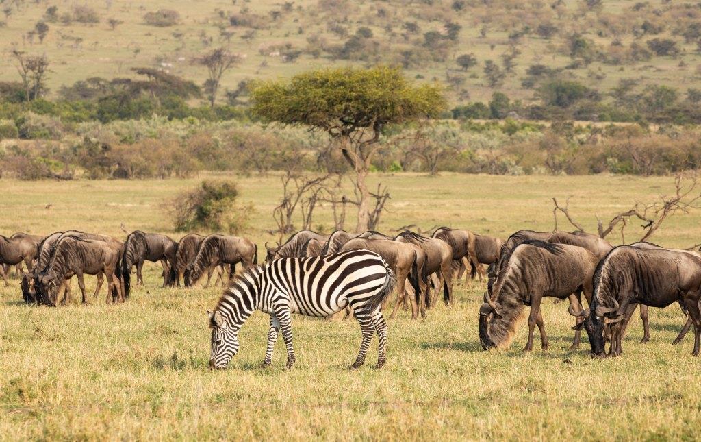 6-Day Best Masai Mara-Nakuru-Amboseli Kenya Safari
