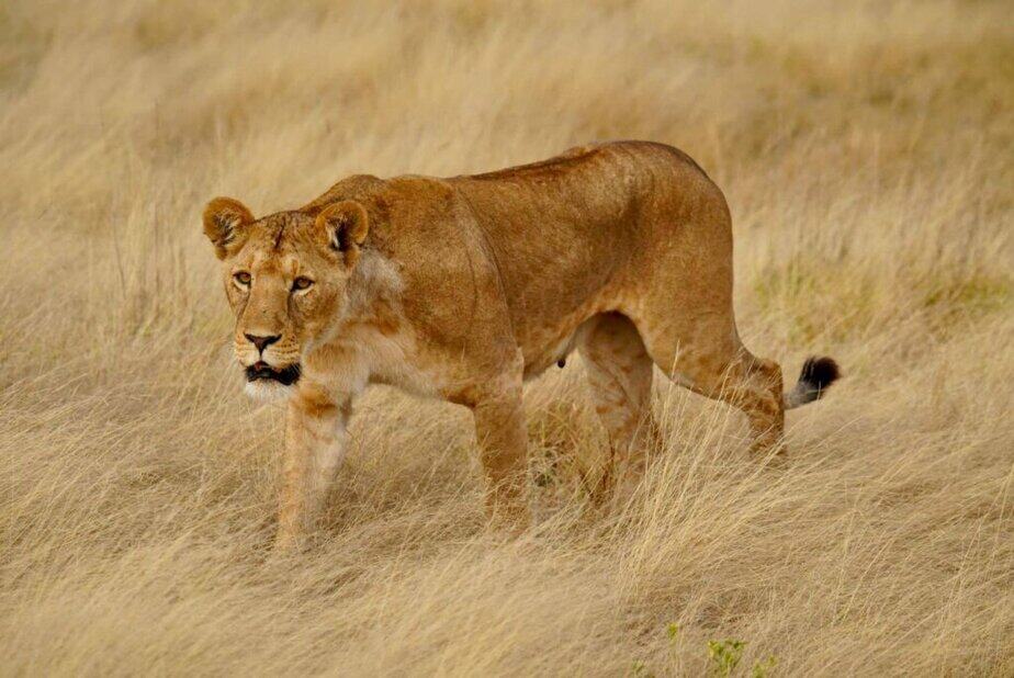 5-Day Best Affordable Kenya Safari with Big five