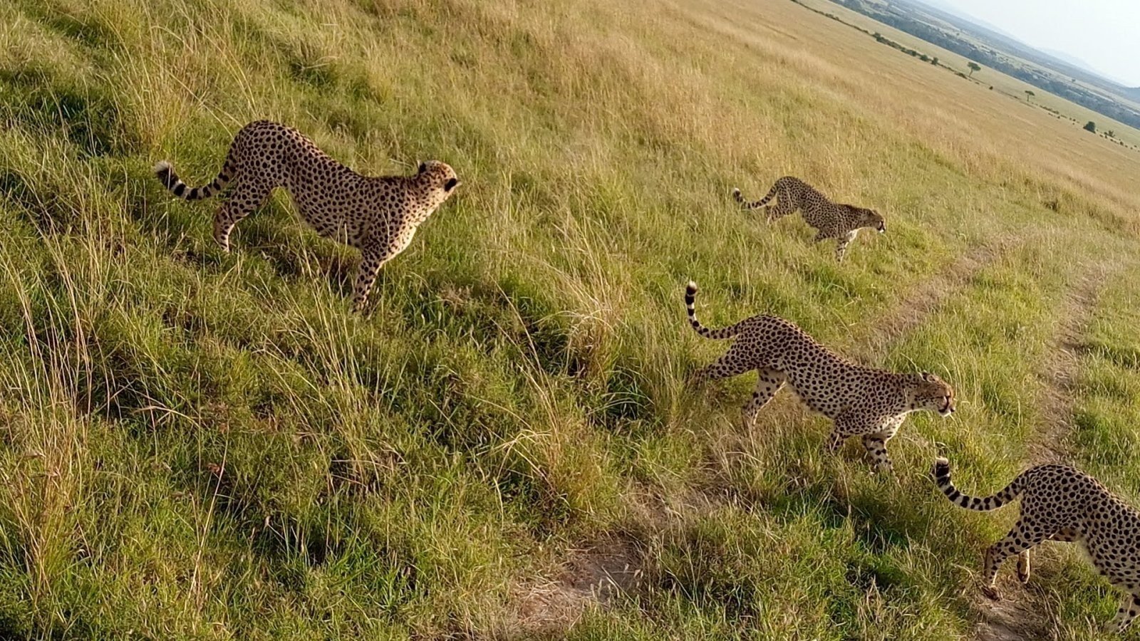 4-Day Masai Mara and Lake Nakuru Safari