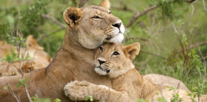 7 Day Masai Mara, Amboseli and Tsavo Bush Adventure