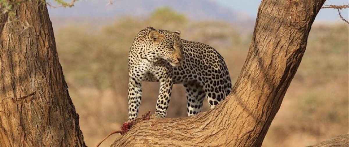 4 Day Amboseli and Tsavo East Wildlife Safari
